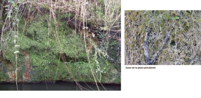 Figure 4 : Calcaires et dépôts de travertin du Cratoneurion du site de Bernachon (©Bourbon P., 2017)