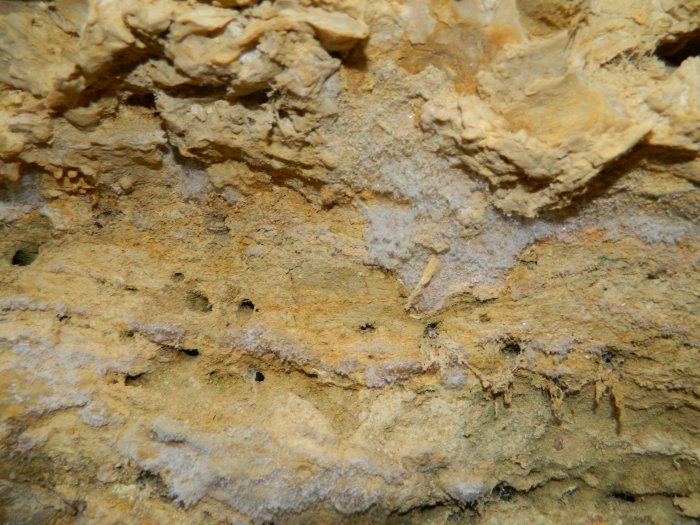 Figure 4 : Efflorescence de syngénite à la base des bancs d'huîtres de Sainte-Croix-du-Mont (© Galey A., BRGM, 2012)