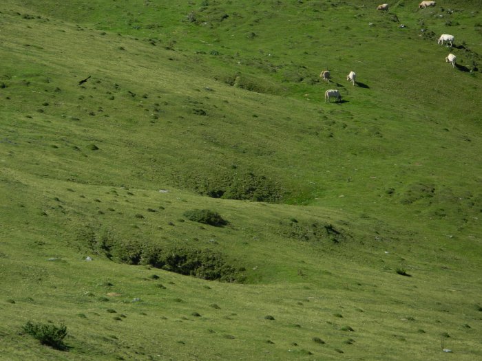 Figure 2 : Dolines alignées sur le plateau de Jaut (Gutierrez T., 2013)
