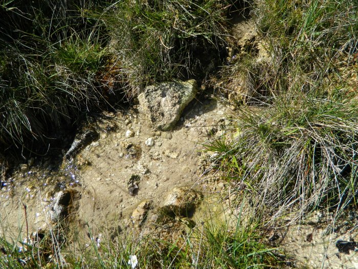 Figure 4 : Encroûtement calcaire dans les sources à l'ouest du Turon de la Técouère (Gutierrez T., 2013)