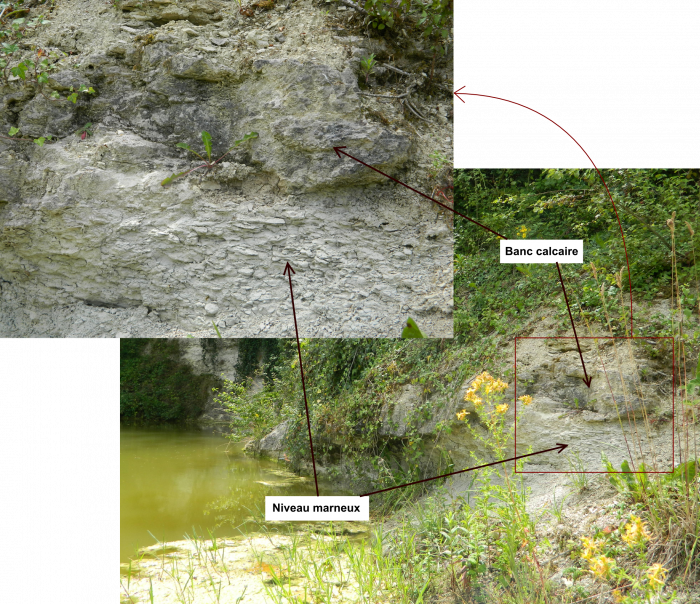 Figure 3 : Calcaire marneux du Maastrichtien - Dumes (Landes)
