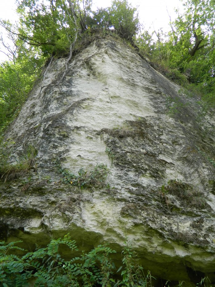 Figure 4 : Falaise calcaire du Maastrichtien - Dumes (Landes)