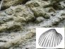 Figure 3 : Faciès fossilifère des grès calcaires du Serravallien