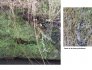 Figure 4 : Calcaires et dépôts de travertin du Cratoneurion du site de Bernachon (©Bourbon P., 2017)