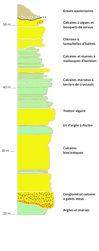 Figure 2 : Coupe géologique des dépôts sédimentaires observés le long de la côte de la Ruasse (©Chartier Didier)