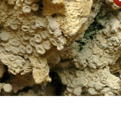 Figure 4 : Colonie de coraux dans un environnement calme (©Chartier Didier)