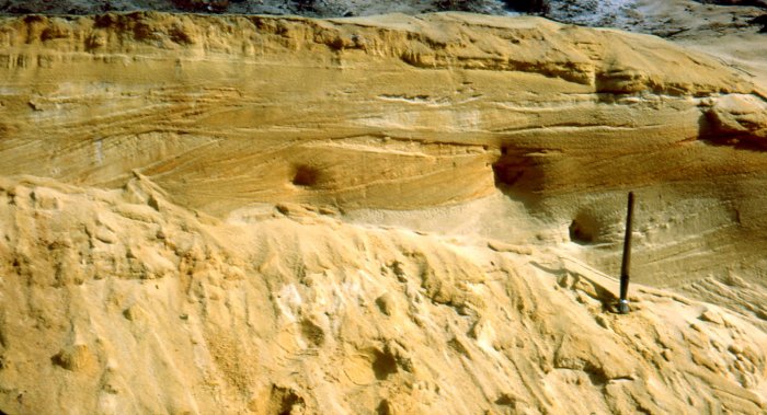Figure 2 : Sable des Landes dans une dune interne du plateau landais