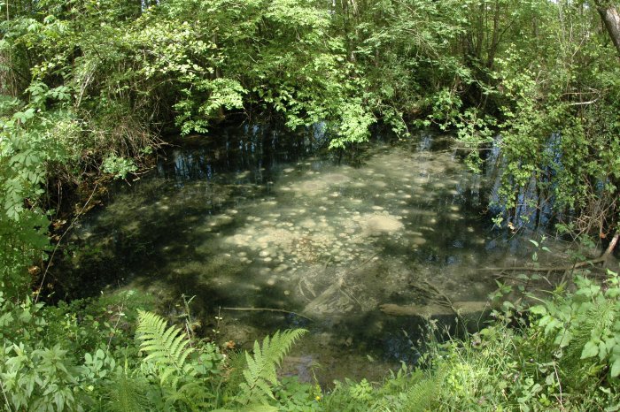 Figure 2 : Bassin d'eau de la source des Eschourdes