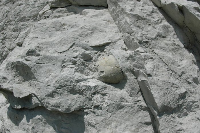 Figure 4 : Fossile d'oursin dans le Campanien