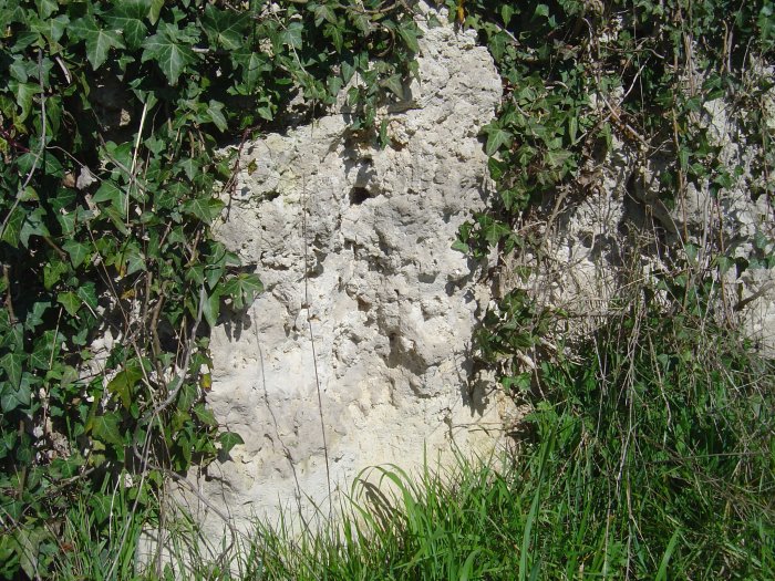 Figure 5 : Calcaire gris de l'Agenais (Platel JP., 2014)