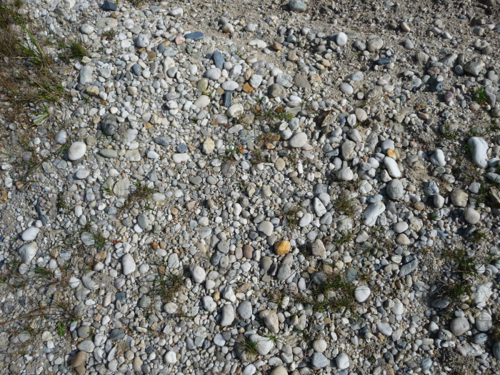 Figure 1 : Galets de quartz et de quartzites de la terrasse du Mindel (© Platel JP., 2015)