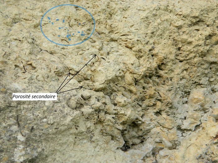 Figure 5 : Détail du sommet de séquence dans le Calcaire de Blaye
