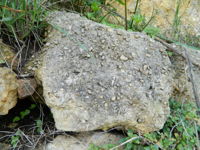 Figure 4 : Eléments terrigènes (d'origine continentale) dans les calcaires marins de Blaye