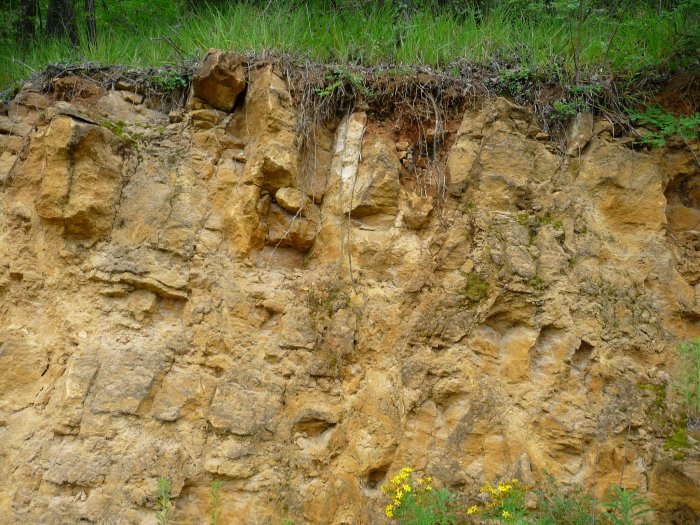 Figure 3 : Calcaires gréseux du Turonien supérieur au Martinet (Platel JP., 2013)