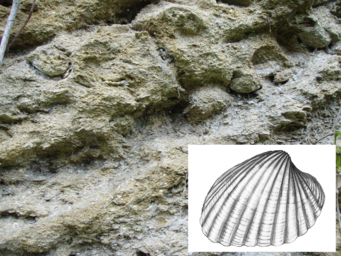 Figure 3 : Faciès fossilifère des grès calcaires du Serravallien