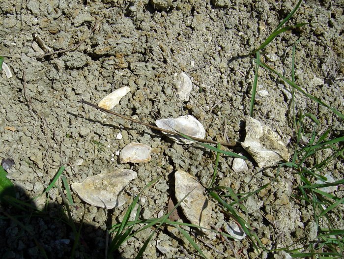 Figure 4 : Débris de coquilles d'Ostrea aginensis (Platel JP., 2014)